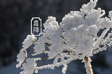 今日霜降 _ 露凝為霜知霜降，滴酒品后知濃香96.png